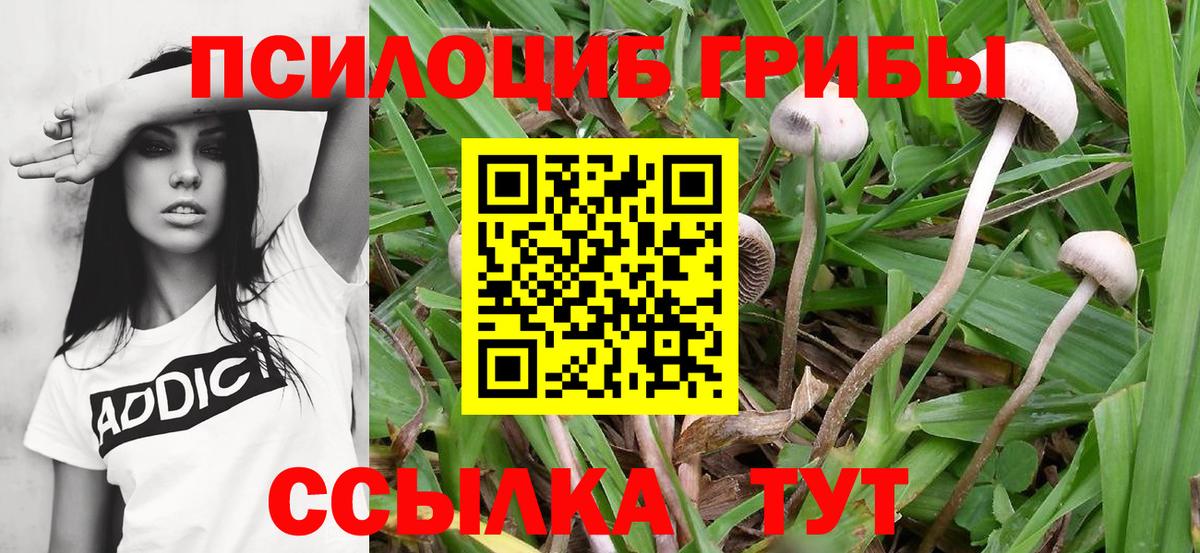 Псилоцибиновые грибы Psilocybine cubensis Красноперекопск